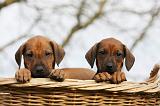 RODESIAN RIDGEBACK 205